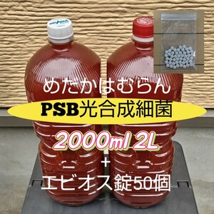 【4000ml】PSB光合成細菌+エビオス錠50個【めだか_はむらん】psb メダカ 水質浄化　農業　土壌改良　うどんこ病防止　無農薬　