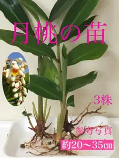 月桃の苗　抜き苗　3株 抗菌作用　ハーブ　沖縄ハーブ