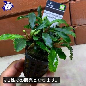 水草　ブセファランドラ　グリーンベルベット　1株　※バラ売り水草は4点まで同梱可能（ネコポス）　活着　陰性