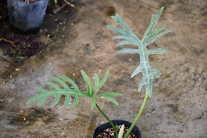 241198☆AO☆珍種　フィロデンドロン・セロウィアヌム　 Philodendron sellowianum 100サイズ