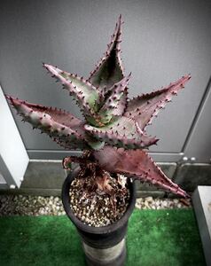 アロエ マルロシー 【Aloe marlothii】 和名 鬼切丸 多肉植物 コーデックス 幹立 実生 発根済 南ア 現地 色 成育良好 