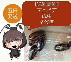 デュビア成虫♀20匹＋死着保障2匹