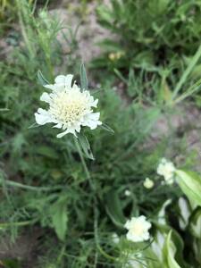 花種　松虫草　クリーム色　宿根多年草　種約20個以上　可愛い！北海道より