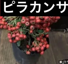 ピラカンサ 赤い実 植物、写真丸ごと、鉢無しをネコポス発送