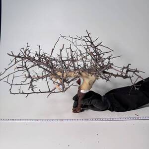 444 Commiphora kataf pure コミフォラ カタフ ピュア　ベアルート株