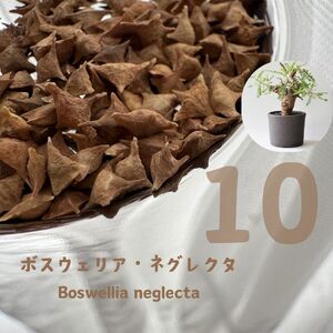 【種子】10粒 ボスウェリア ネグレクタ Boswellia neglecta