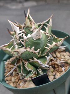 【AGAVE TITANOTA　LIZE血統　穿山甲】アガベ　チタノタ　子株