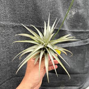 ブロメリア　コレクション　Tillandsia latifolia v.divaricata Hard Leaf