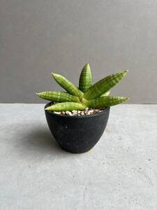 サンセベリア ミーナ Sansevieria Meena E29