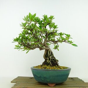 盆栽 皐月 樹高 約21cm さつき Rhododendron indicum サツキ ツツジ科 常緑樹 観賞用 現品