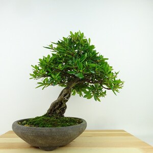 盆栽 皐月 樹高 約23cm さつき Rhododendron indicum サツキ ツツジ科 常緑樹 観賞用 現品