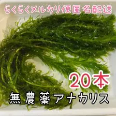 穂先付き無農薬アナカリス20本20cm位オオカナダモ 水草 メダカ金魚エビ