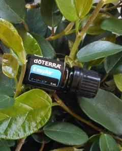 【新品 未開封 最安】ドテラ doTERRA イージーエア 5ml 期限27.6