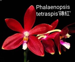 ◎洋蘭◎ Phal. tetraspis 