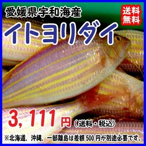 愛媛 イトヨリダイ 120-400gサイズを400-500g原体分 刺身 煮魚 焼魚 干物 下処理済み 送料無料 宇和海の幸問屋