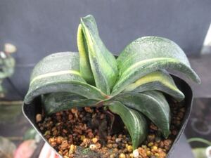 ＫＮ　ガステリア　ハイブリッド　‘ガギュウニシキ‘（GASTERIA hybrid `GAGYU NISHIKI`）　　　　0.8Ｍ以下