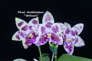 (^。 ^)(422) Phal. Gelblieber 