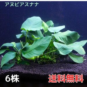 アヌビアスナナ（6株12葉前後） 水草 陰性水草 アクアリウム 送料無料 アヌビアス