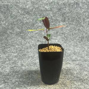 【鉢ごと発送】ペトペンチア ナタレンシス / Petopentia natalensis /【実生】/ 2号鉢 / 【現品】24-7-23-16