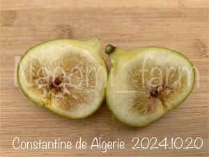 25064【イチジク穂木】Constantine de Algerie（CDA）　★完熟果収穫済★ 世界最高峰の１品種♪ 挿し木用