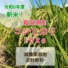 新米！令和6年度　新潟県産コシヒカリ 10kg 減農薬栽培  精米済み　送料無料