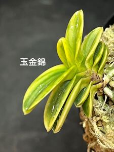 富貴蘭 ■ 玉金錦 ■ 玉金剛交配縞