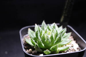 テネラ　×　マジョール　Haworthia　ハオルチア