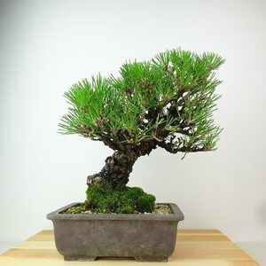 盆栽 松 黒松 樹高 約28cm くろまつ Pinus thunbergii クロマツ マツ科 常緑針葉樹 観賞用 現品