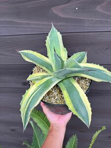 ・WPJ・充実サイズ！Agave ovatifolia 