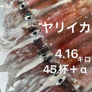 ヤリイカ　45杯　4.16キロ　胴長15〜30センチ お刺身用 新鮮 朝どれ 冷凍便