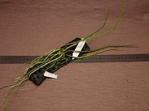 Brassavola cucullata ブラッサボラ・ククラタ 702●ラン苗