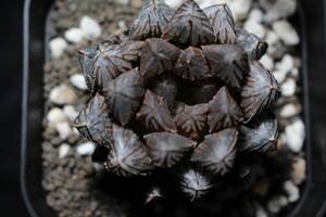 チョコ丸　Haworthia　ハオルチア