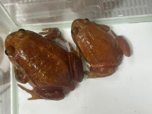 【Bears Frog】サビトマトガエルWC ペア ②送料無料