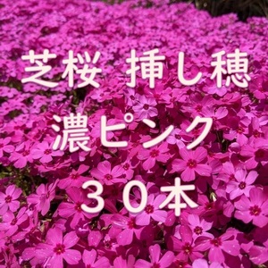 芝桜 挿し穂用カット苗 30本 6～8cm 濃いピンク◆シバザクラ 耐寒性◎ 宿根草 常緑 グランドカバー 園芸 ガーデニング 挿し木