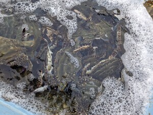 三重県漁師直送活きワタリガニ　メス　2kg　売り切り