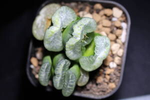 Haworthia truncata / 玉扇　福娘　ハオルチア