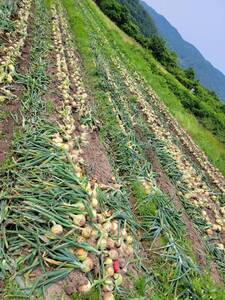 愛情が際立つ！淡路島産新玉ねぎ逸品5kg 料理が映える逸品