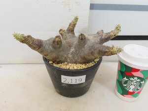 2119 「塊根植物」パキポディウム エニグマティクム 植え【発根・Pachypodium enigmaticum・多肉植物】