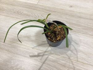 ●現品● 春蘭 ●鉢植え・庭植え　③