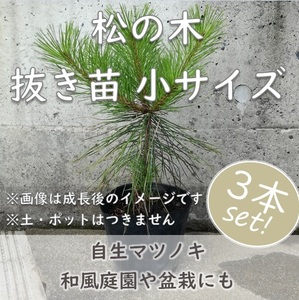 送料無料◆松 マツ 抜き苗 3本 小サイズ 盆栽 苗木 庭木 植樹 緑化 植林などにも 松の木 天然 実生苗 岡山県産 園芸 根付苗