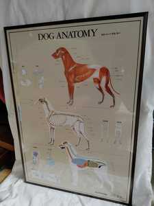 DOGA ANATOMY パネルポスター　犬