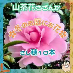 F山茶花10本②挿し穂(根なし)◆(サザンカ)濃いピンク★花10-4月　盆栽