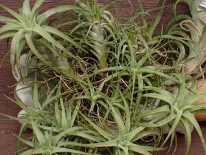 Tillandsia ionantha v.vanhyningii Giant Form チランジア・イオナンタ バンハイニンギー ジャイアントフォーム 280■エアプランツKK