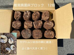 カブトムシ幼虫の餌に　椎茸廃菌床ブロック12個 ③