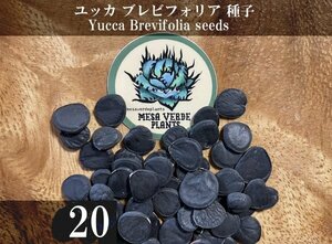 ユッカ ブレビフォリア 種子 20粒+α Yucca Brevifolia 20 seeds +α Joshua Tree ジョシュアツリー ヨシュアツリー 種