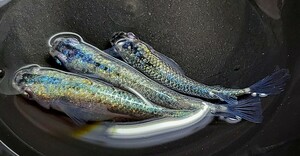 送料込み【サイコメダカ】極上若魚 ☆ ネプチューン &サンシャイン交配系 フレーミングラメ アースアイ 1トリオ 現物出品 ♀1匹松井ヒレ長