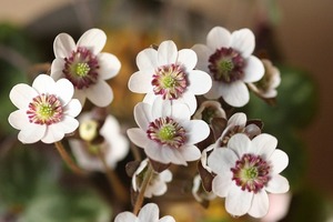 雪割草　【原種　無銘日輪Ａ】