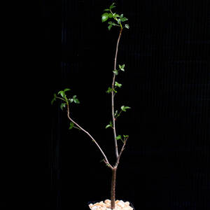 コミフォラ・プセウドパオリー　Commiphora pseudopaolii ∂∂∂