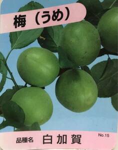 大実うめ 白加賀梅苗木