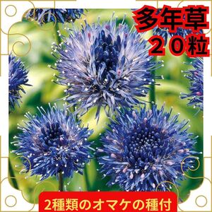 種 ヤシオネ ブルーライト 20粒 2種類のオマケの種付き 即決 多年草 花 正規品 たね タネ 種子 春まき 秋まき